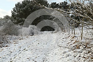 Snow on a Dirt Road/Farm Road leading into a Forest near a Eifel Village