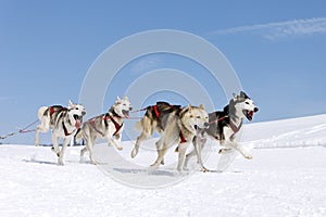 La nieve el perro 