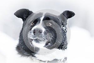 Snow dog