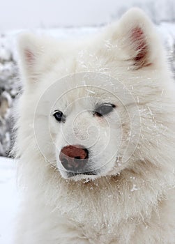 Snow dog