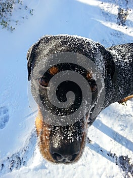 Snow Dog