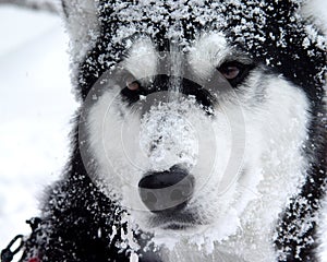 Snow Dog