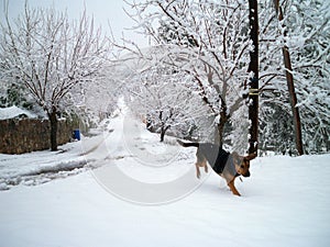 Snow and dog in Baix Penedes Tarragona Montmell