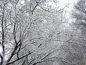 Snow dress on winter trees