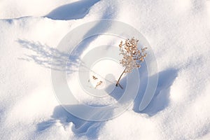 Snow on dried branches and flower buds. Sunset lifht and shadow, dry plants in snow, grass at winter
