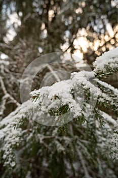Snow-Drifted Firs: Wintry Tranquility in Latvija\'s Pokainu Mezs