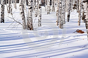 Snow drifts with a trodden path, outlined after snowstorm in a natural birch forest with large shadows from trees