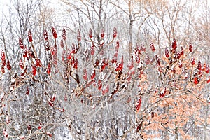 Snow driving red sumac