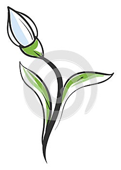 Snow drop drawing, illustration, vector