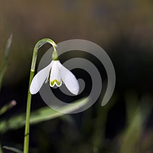 Snow drop in early spring