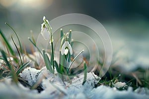 Snow Drop flower emerges from the snow. Landscape in spring