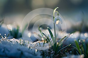 Snow Drop flower emerges from the snow. Landscape in spring