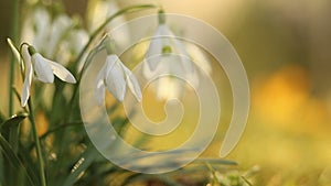 Snow drop flowers in warm morning sun light