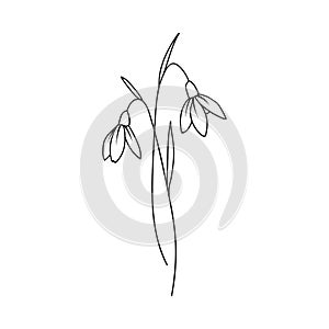 Snow Drop January Birth Month Flower Illustration