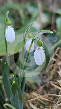 Snow drop, spring flower, grass flower, wild flowers, nature, beginning of spring