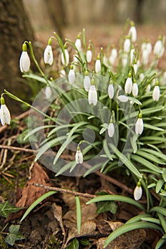 Snow drops
