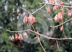 Snow drop tree, Silverbell Tree, Halesia Carolina. Seed pods on the branches