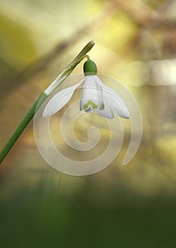 Snow drop in yellow and green background