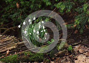 snow drops