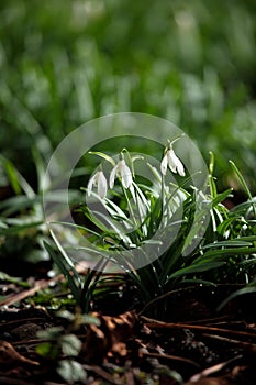 Snow drops