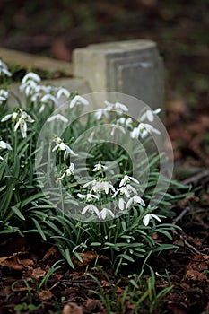 Snow drops