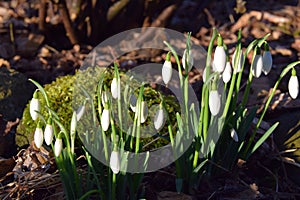 Snow drops