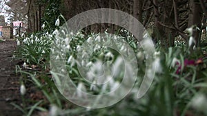 Snow drops close up