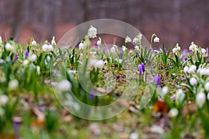 Snow drops and crocuses in the wild