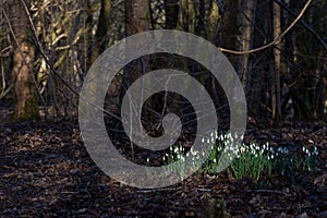 Snow drops in dappled sunlight