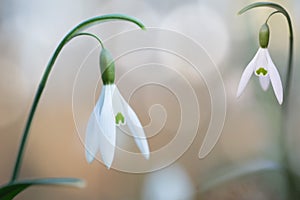 Snow drops early spring white wild flower Galanthus nivalis