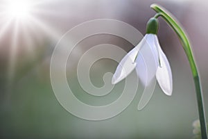 Snow drops early spring white wild flower, Galanthus nivalis
