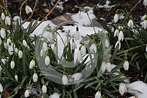 SNOW DROPS FLOWERS IN LIGHT SNOW FALLS