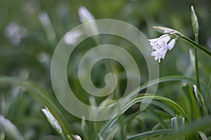Snow drops in the grass