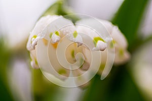 Snow drops in the wild.