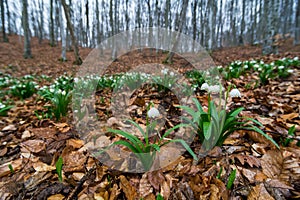 Snow drops in the wild.