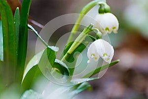 Snow drops in the wild.