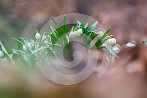 Snow drops in the wild.