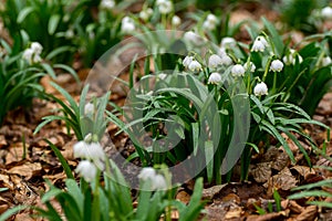 Snow drops in the wild.