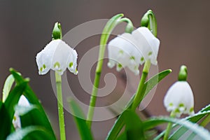 Snow drops in the wild.