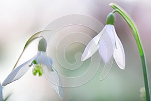 Snow drops winter white wild flower, Galanthus nivalis