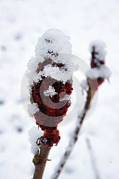 Snow on drupes of a staghorn sumac