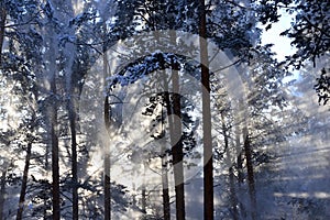 Snow dust. Sun rays shining through falling from trees the snow. In the winter forest.