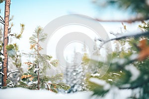 snow-dusted pines framing a distant snow scuffle