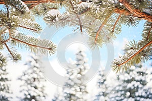 snow-dusted pines framing a distant snow scuffle