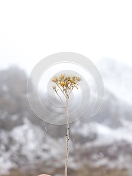 Snow dusts a sprig of an old plant during a wintry day