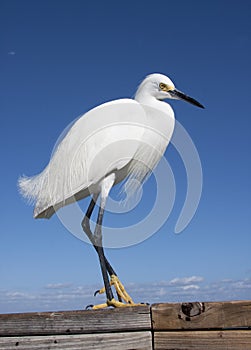 Snow egret