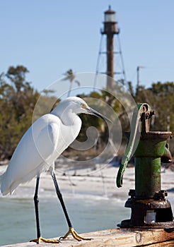 Snow Egret