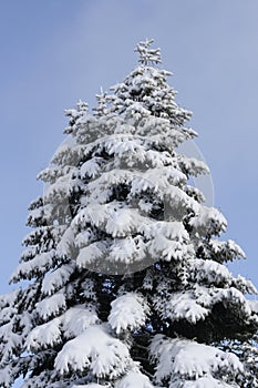 Snow end tree