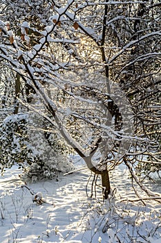 Snow in Epping Forest