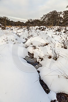 Snow in Epping Forest